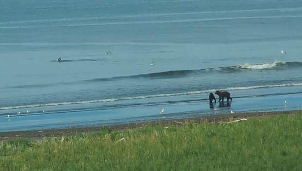 Очевидец снял на видео кита и медведя, резвившихся по соседству