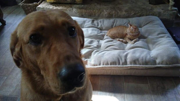 Котики продолжают захватывать лежаки собак