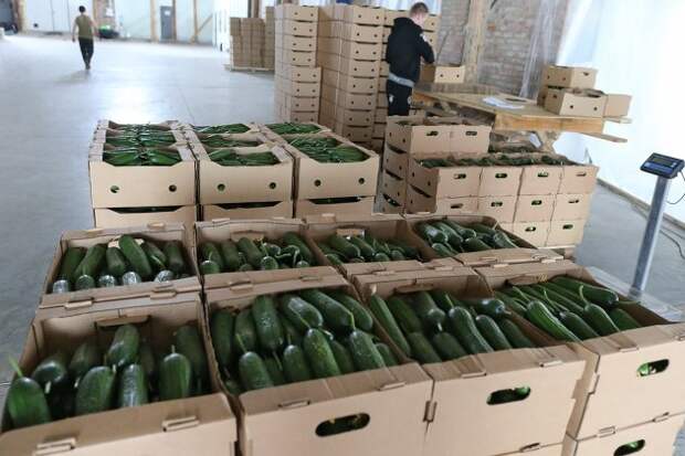 Названы подешевевшие в России продукты