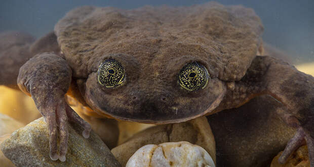 This rediscovered Bolivian frog species survived deadly chytrid fungus