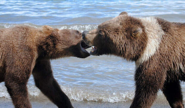 Иногда медвежата даже играют с медведями из других семей!