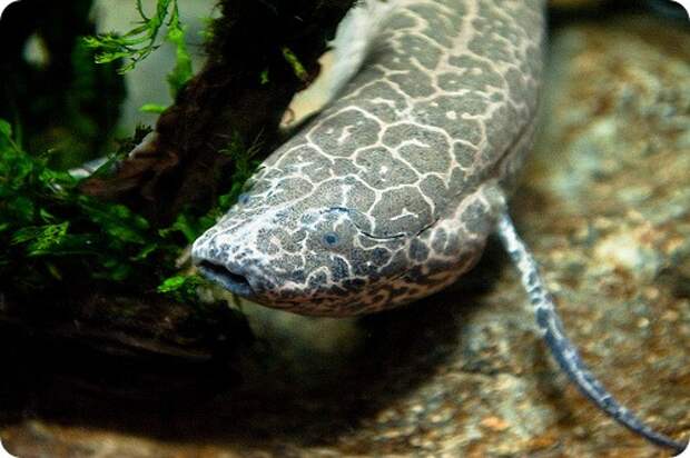 Протоптеры