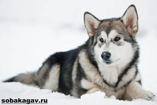 Аляскинский маламут собака. Описание, уход и цена аляскинского маламута