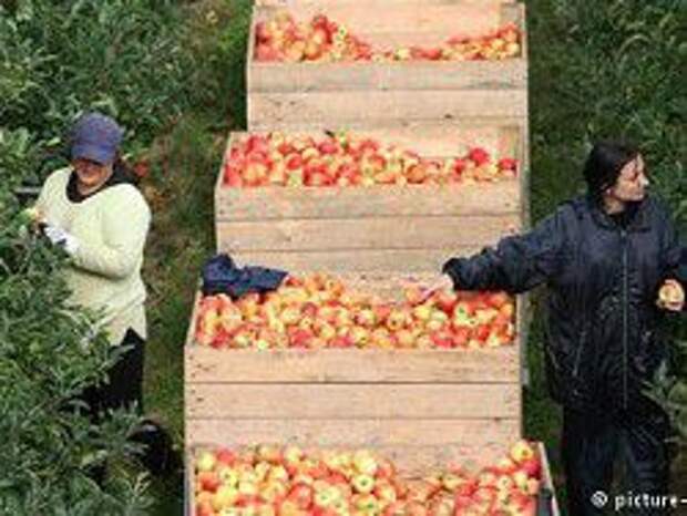 Последствия эмбарго для ЕС. Последствия эмбарго для ЕС.