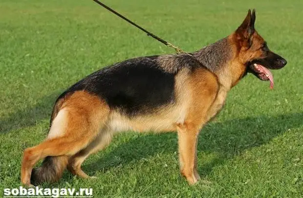 Немецкая овчарка собака. Описание, особенности, уход и цена немецкой овчарки