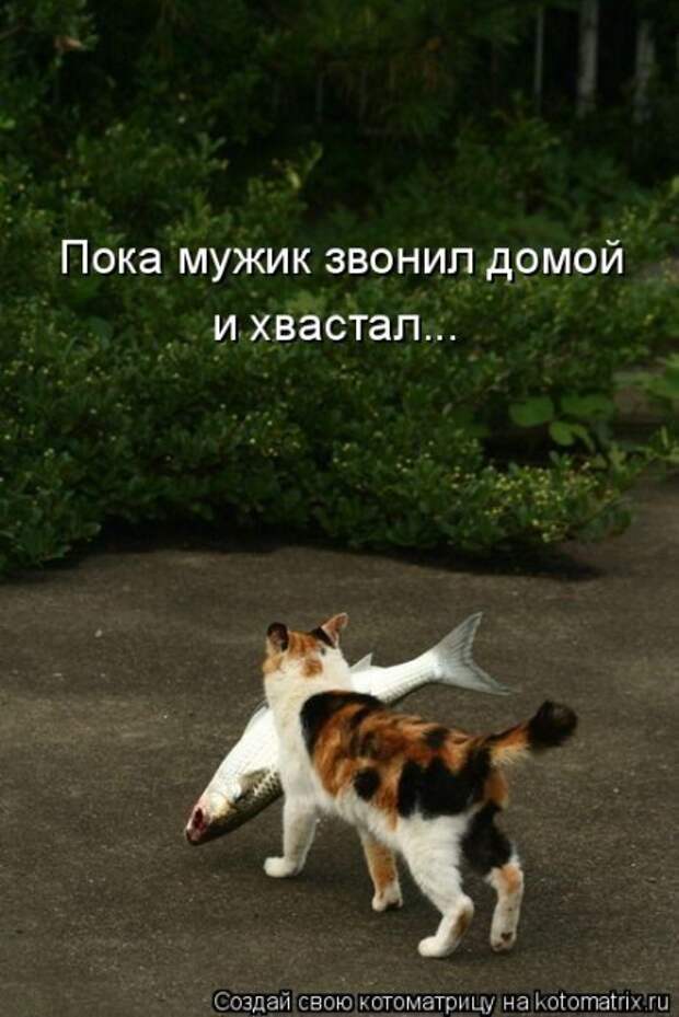 Лучшие котоматрицы недели