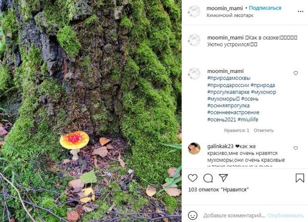 Фото дня: гриб из сказки переместился в Химкинский лесопарк