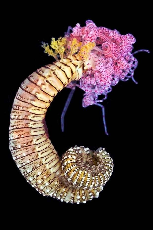 И еще немного красивых фото малоизученных червей из морских глубин животные, интересное, природа, факты, черви