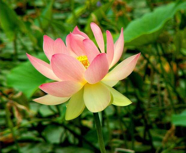 Цветок Лотоса