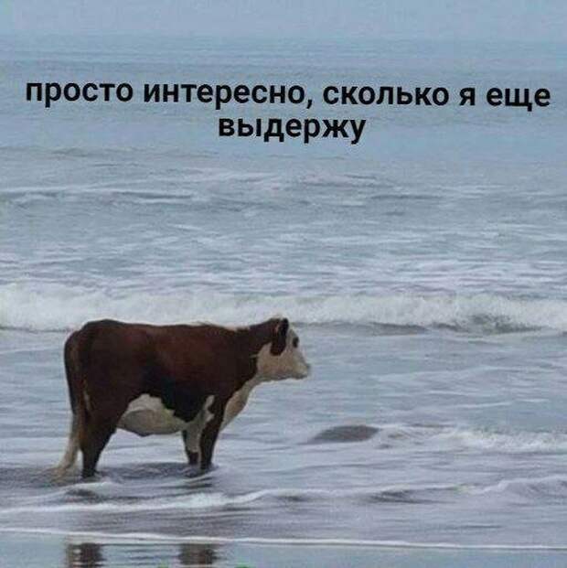 Оригинальный юмор в картинках Оригинальный юмор в картинках