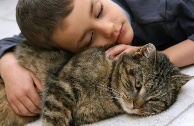 Фелинотерапия: лечение кошками животные, коты, факты