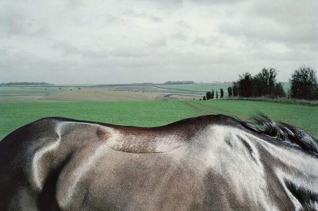 Фотопроект Equus: Красота Лошади