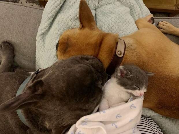 Без кота и жизнь не та