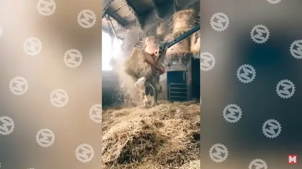 40 самых невероятных моментов, снятых на камеру