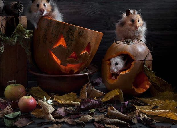 hamsters03 hamsters03 Натюрморты с хомяками
