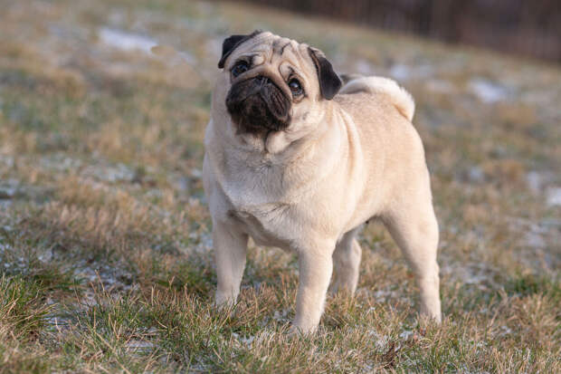 Девочка из Красноярского края получила в подарок от президента РФ щенка мопса