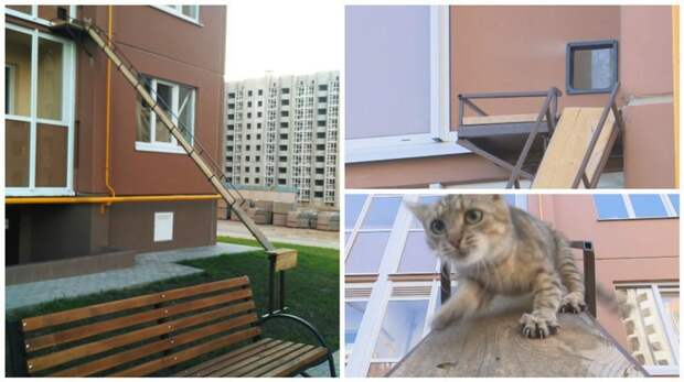 В Воронеже соорудили отдельный вход для кота в многоэтажку ynews, Любовь, воронеж, животные, интересное, коты, лестница