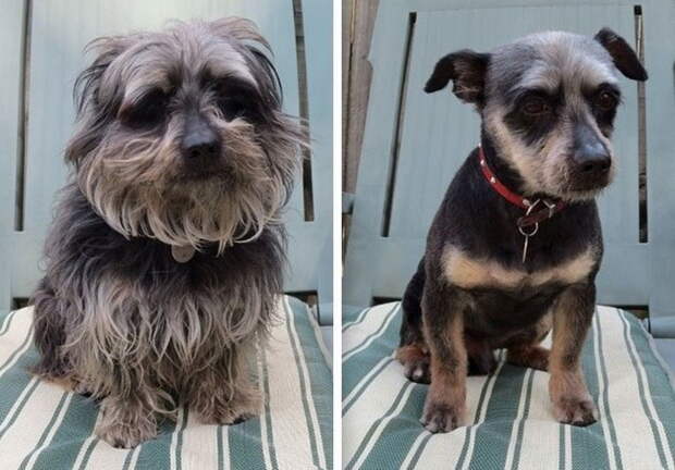 Собак до и после стрижки
