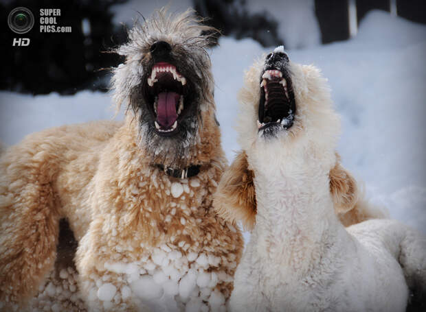 Снег — собачье счастье. (Steve Dueck)
