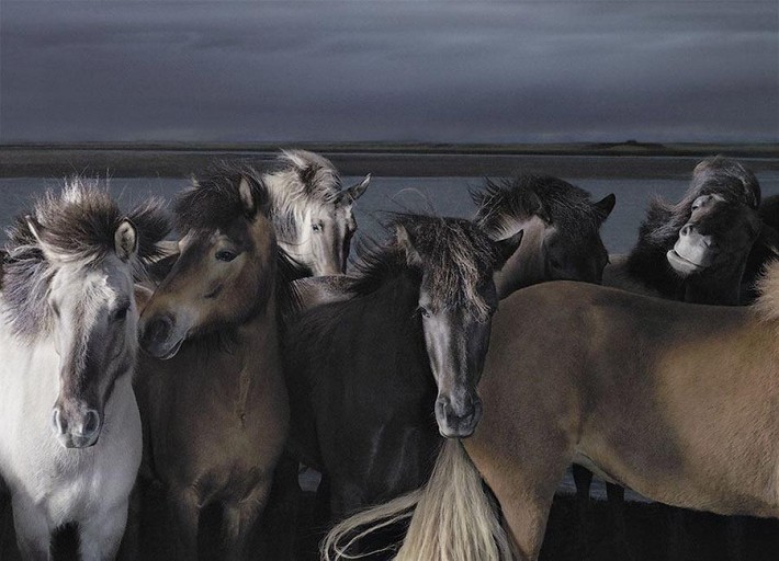 Фотопроект Equus: Красота Лошади