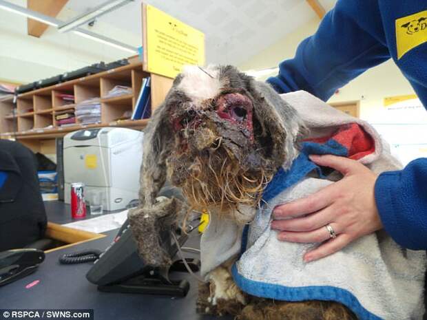 В Великобритании брошенную собаку с ужасно свалявшейся шерстью пришлось брить под наркозом
