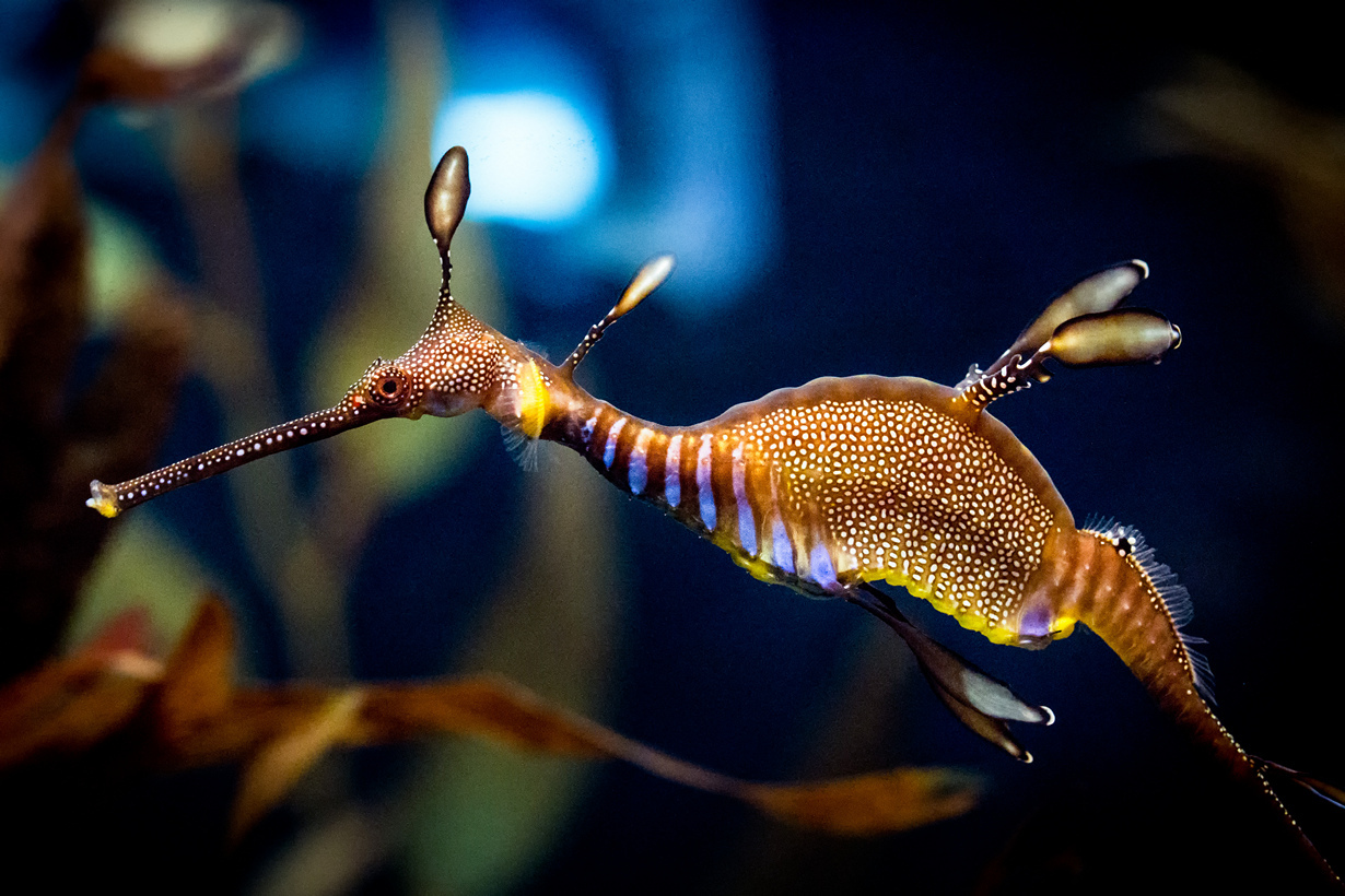 Phyllopteryx taeniolatus.