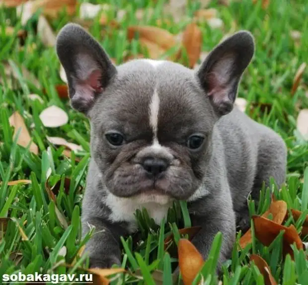 Французский бульдог собака. Описание, особенности, уход и цена французского бульдога