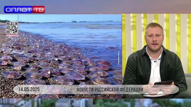Учёные установили причину нашествия гигантских медуз в Азовском море