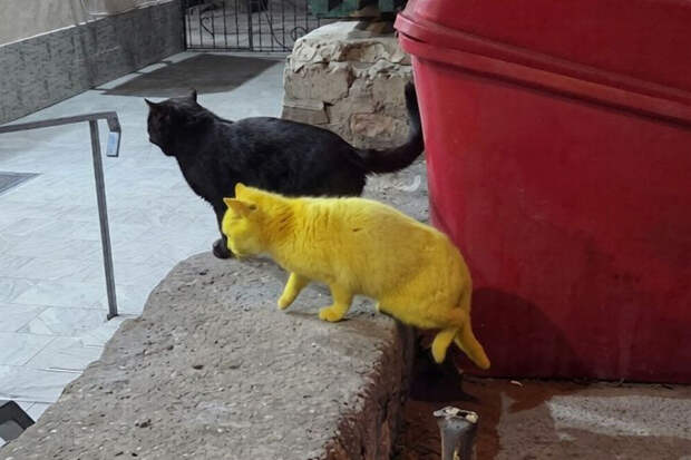 В Крыму обнаружили кота, покрашенного в желтый цвет