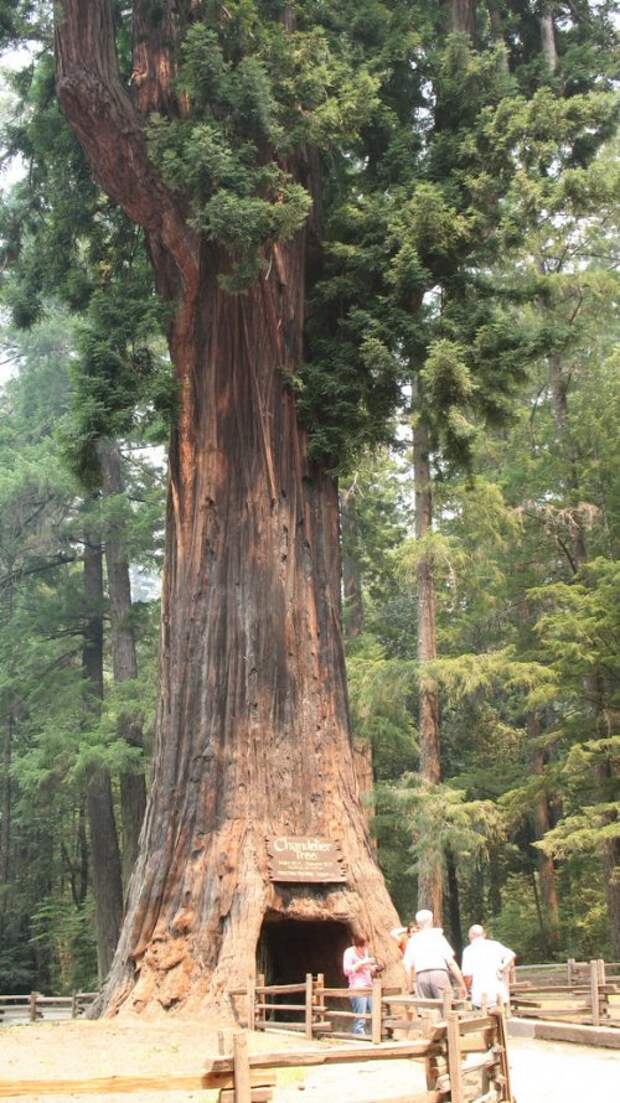 Лес где дерево на дереве стоит. Роща секвой. Chandelier Tree дерево. Chandelier Tree дерево Калифорния. Американские деревья.