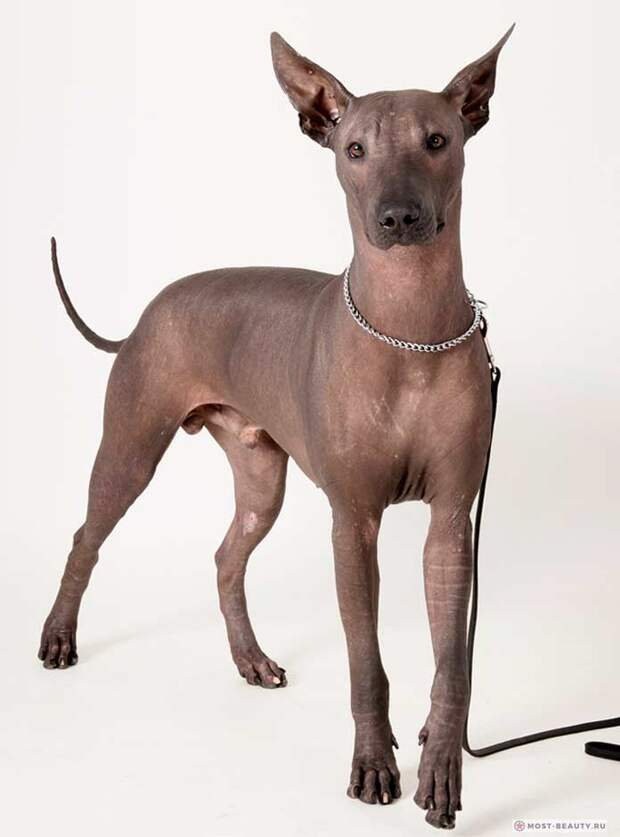 Самые популярные лысые породы собак: Xoloitzcuintle