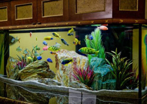 Комнатный аквариум