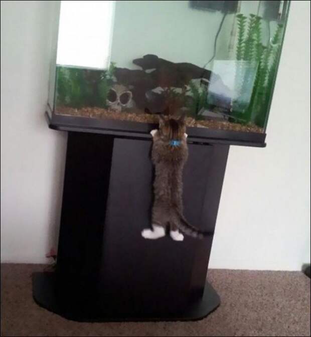 Аквариум – это телевизор для кошек-42 фото + 2 видео + 8 гиф-