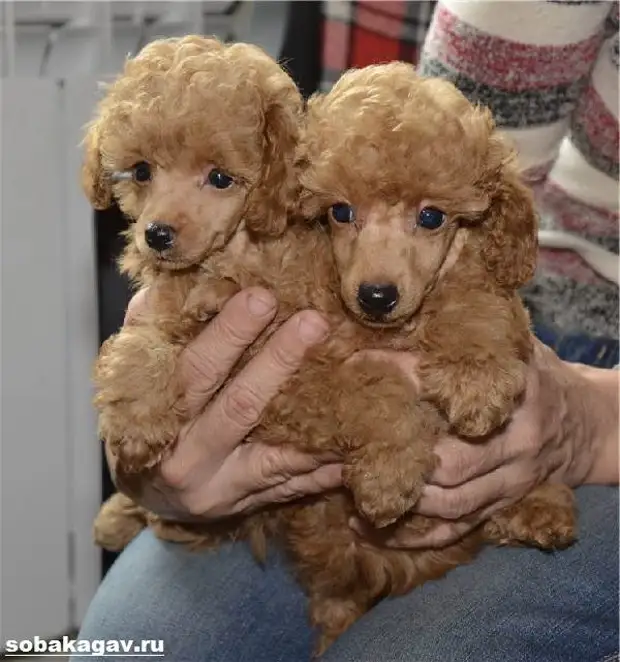 Карликовый пудель собака. Описание, особенности, уход и цена карликового пуделя