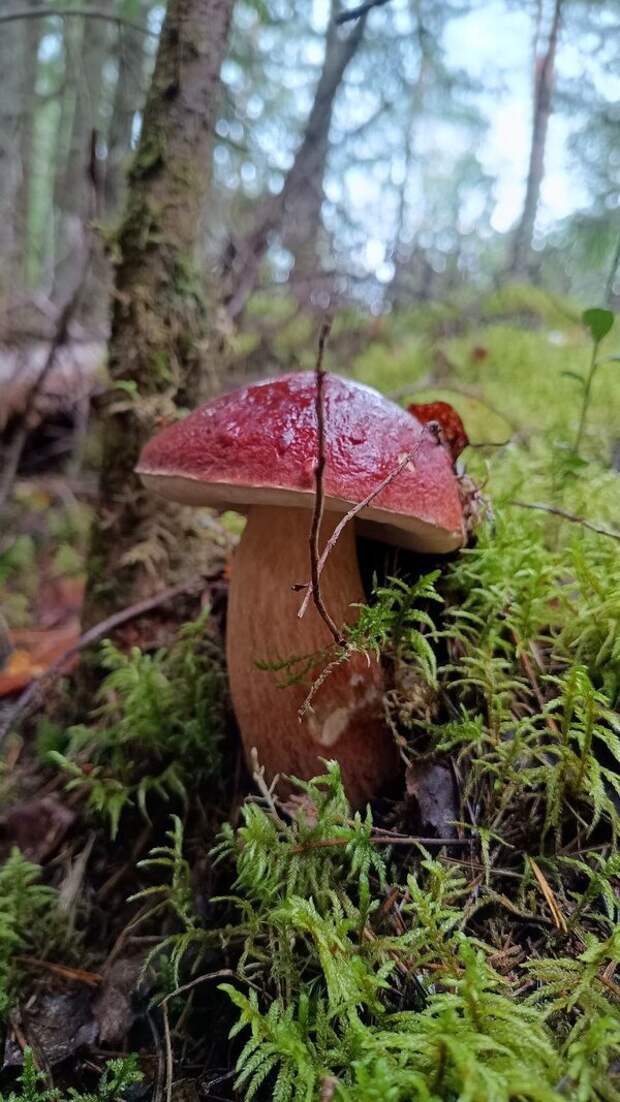 Люблю собирать грибы, но и фотографировать таких красавцев тоже большое удовольствие :)
