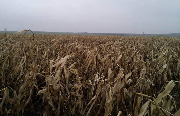 Востояная часть страны оказалась непригодна для массового выращивания злака из-за погоды/ фото: bryansknovosti.ru Востояная часть страны оказалась непригодна для массового выращивания злака из-за погоды/ фото: bryansknovosti.ru