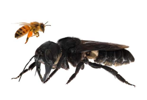 В Индонезии поймали "вымершую" гигантскую пчелу