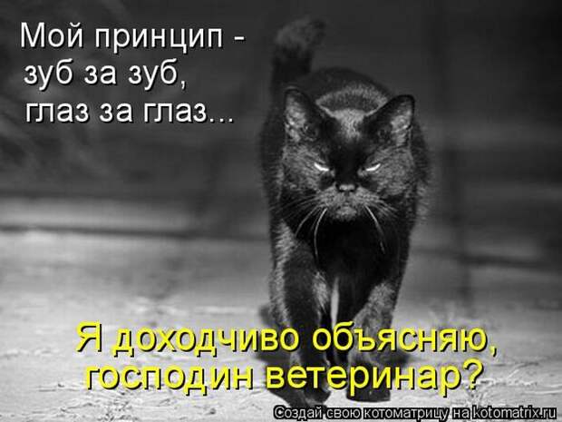 Лучшие котоматрицы недели (50 фото)