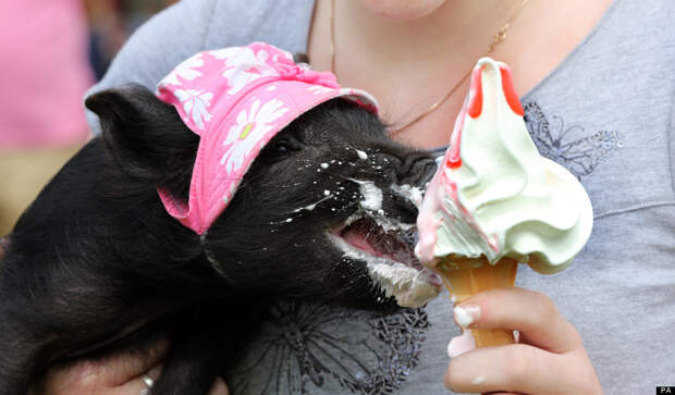 животные едят мороженое, мороженое животные