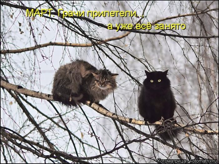 Лучшие котоматрицы недели