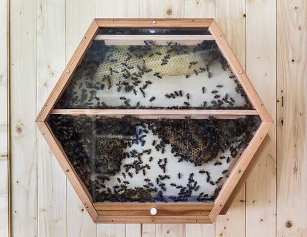 Пчелиные ульи прямо у Вас в квартире