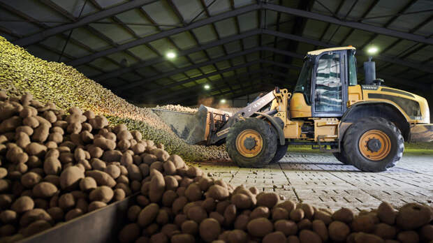 Горы картофеля бесплатно раздают в Германии из-за рекордного за 25 лет урожая