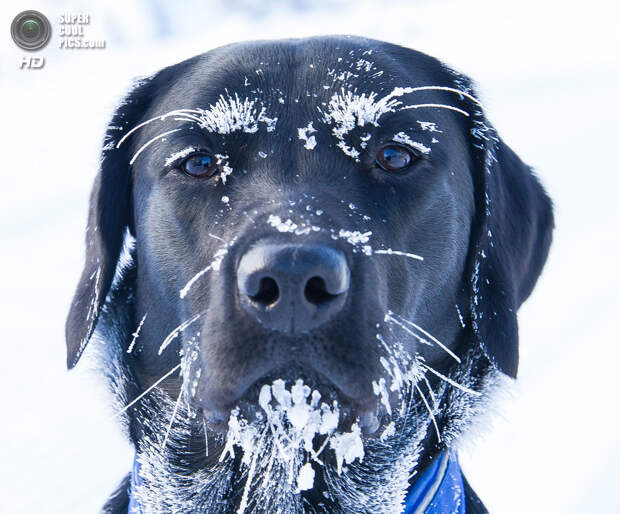 Снег — собачье счастье. (Jørn Allan Pedersen)