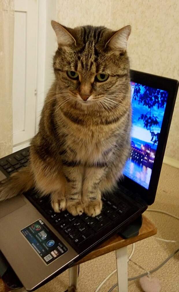 полосатый кот сидит на ноутбуке