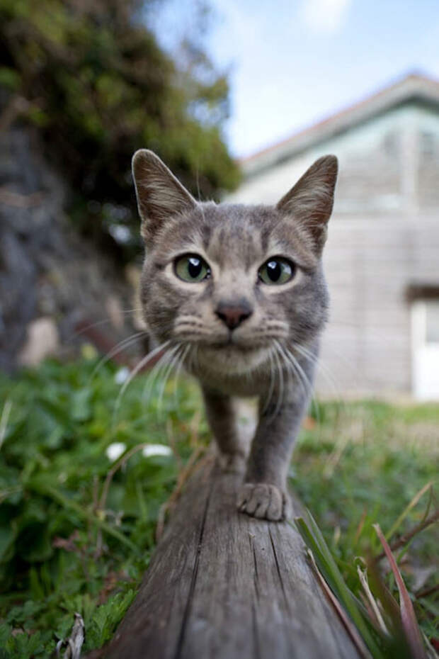 Кошачий рай на японском острове