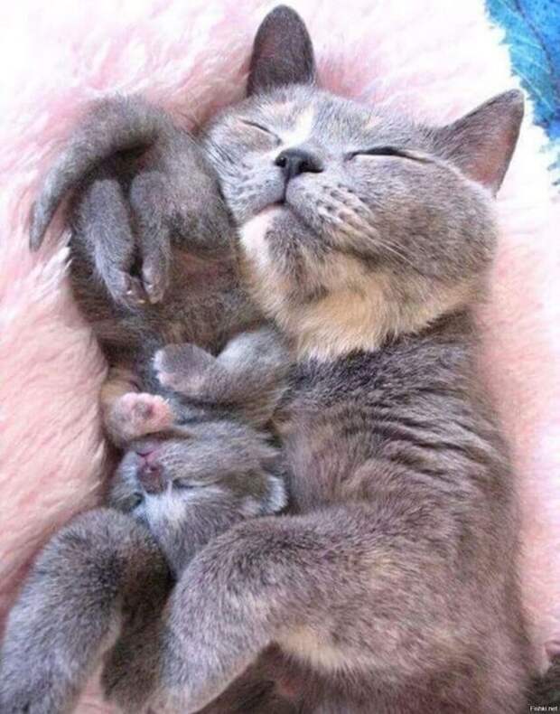 e8df7d81cc5fadee3aa3ea41f083688a (548x700, 103Kb)