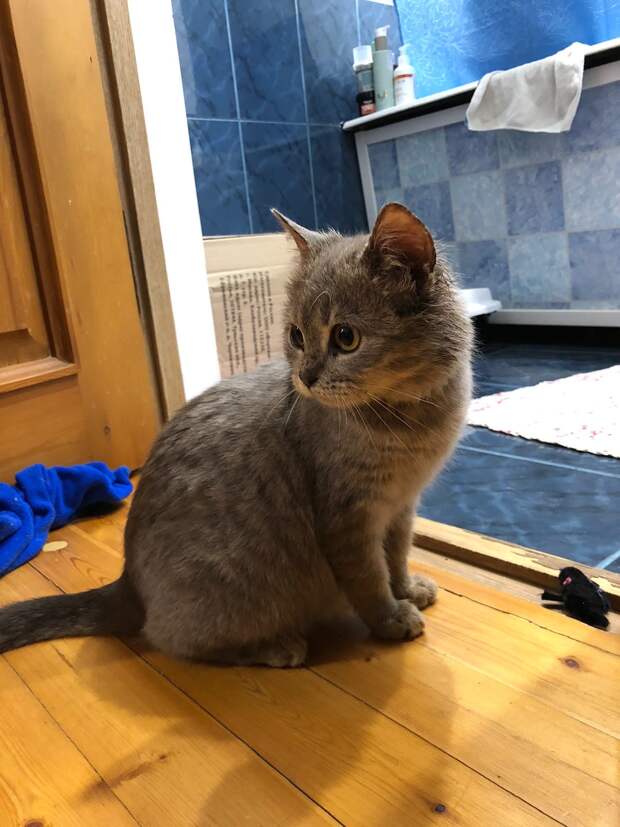 кошка в доме