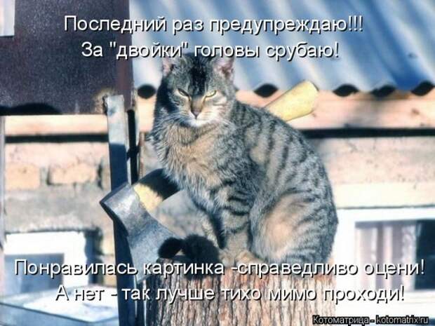 Лучшие котоматрицы недели (50 фото)