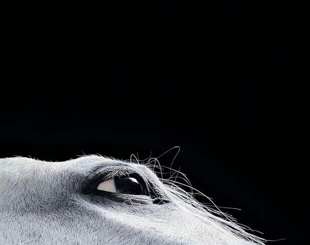 Horsei 13 Грация прекрасных лошадей в фотопроекте Equus