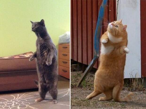 Кошки, уже научились стоять на двух лапах коты, кошки, фото